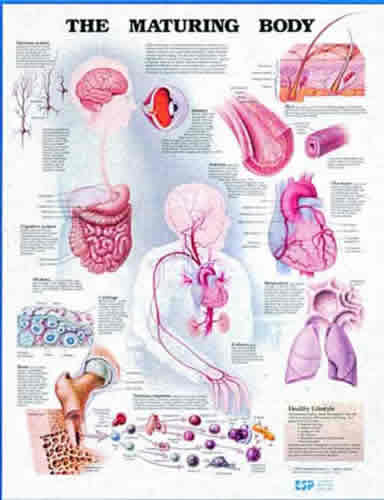 The Maturing Body Chart