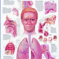 Understanding Common Cold