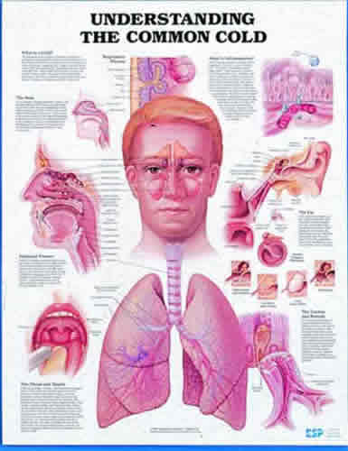 Understanding Common Cold