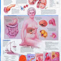 Understanding Diabetes