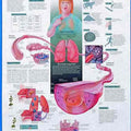 Understanding Asthma