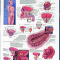 The Prostate Chart