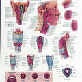 Pharynx & Larynx Chart