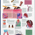 Understand Allergies Chart