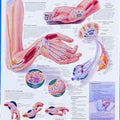 Understand Carpal Tunnel Chart