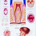 Anatomy Of Teeth Chart