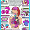 Smoking And Your Health