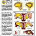 Chlamydia Chart