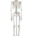 Skeleton, Standard/School Quality