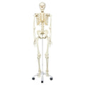 Skeleton,Standard Quality