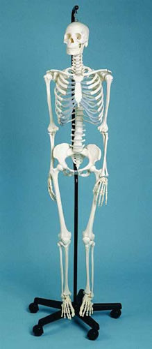 Skeleton Medical Quality, Female, 3 Part Skull