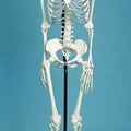 Skeleton Medical Quality, Male, 3 Part Skull