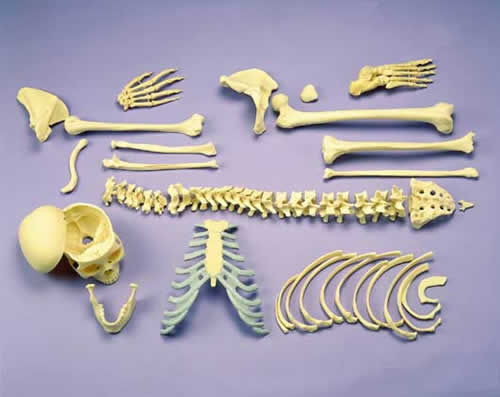 Disarticulated Skeleton, Full