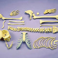 Disarticulated Half Skeleton, 2 Part Skull, Hands And Feet On Nylon