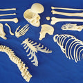 Disarticulated Half Skeleton, 3 Part Skull