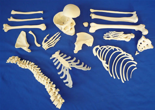 Disarticulated Half Skeleton, 3 Part Skull