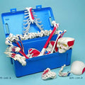 Disarticulated Half Skeleton, 3 Part Skull, Painted