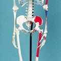 Skeleton Showing Muscular Attachments