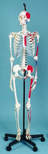 Skeleton Showing Muscular Attachments