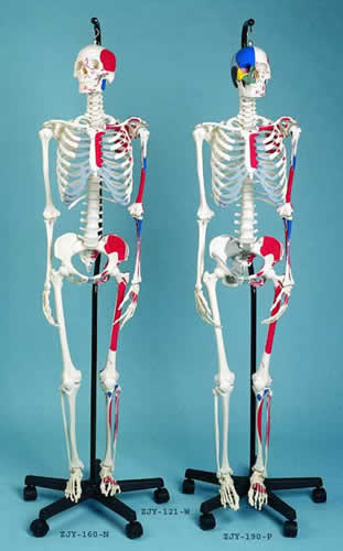 Skeleton Showing Muscular Attachments, 3 Part Skull