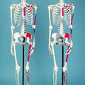 Skeleton Showing Muscular Attachments And Ligaments, 3 Part Skull