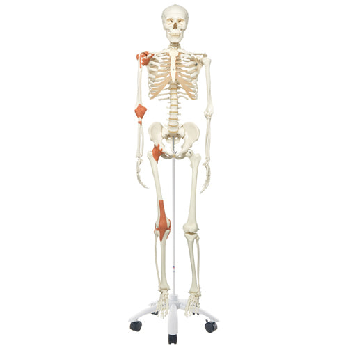 Human Skeleton, With Ligaments