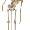 Skeleton, Flexible Spine with Nerves