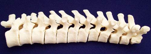 Thoracic - Vertebra