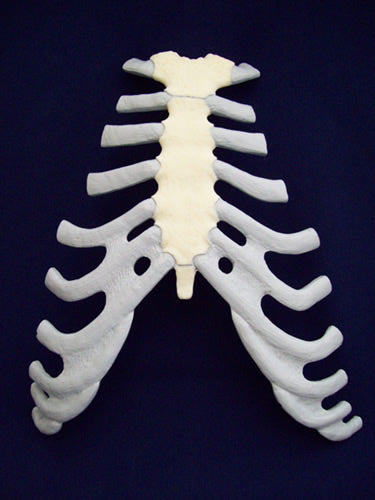 Sternum