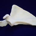 Scapula