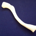 Clavicle