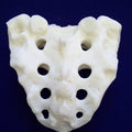 Sacrum, Female