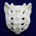 Sacrum, Male