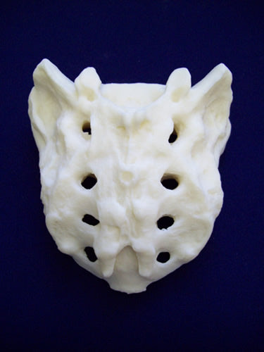 Sacrum, Male