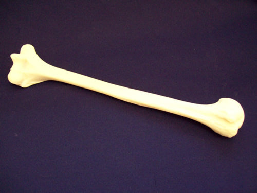 Humerus
