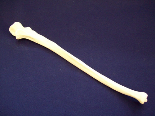 Ulna