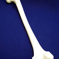 Femur