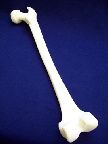 Femur