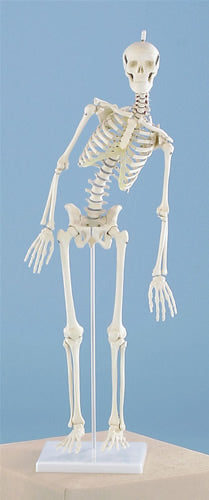 Miniature Skeleton, Flexible Spine