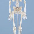 Miniature Skeleton, Rigid Spine