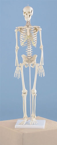 Miniature Skeleton, Rigid Spine