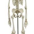 Miniature Skeleton