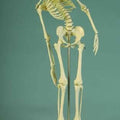 Miniature Skeleton With Flexible Spine