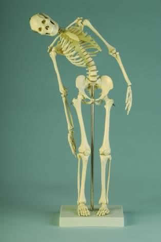 Miniature Skeleton With Flexible Spine