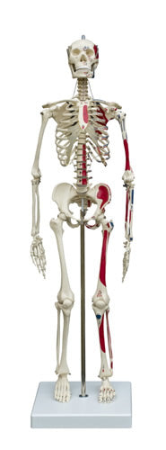 Miniature Skeleton With Muscle Attachments