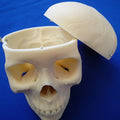 Skull, 3 Part Medical