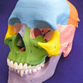 Painted Skull, To Show Bones