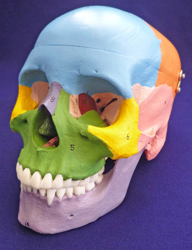 Painted Skull, To Show Bones