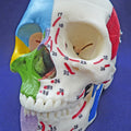 Painted Skull, To Show Muscles & Bones
