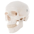 Skull, 3 Part Standard